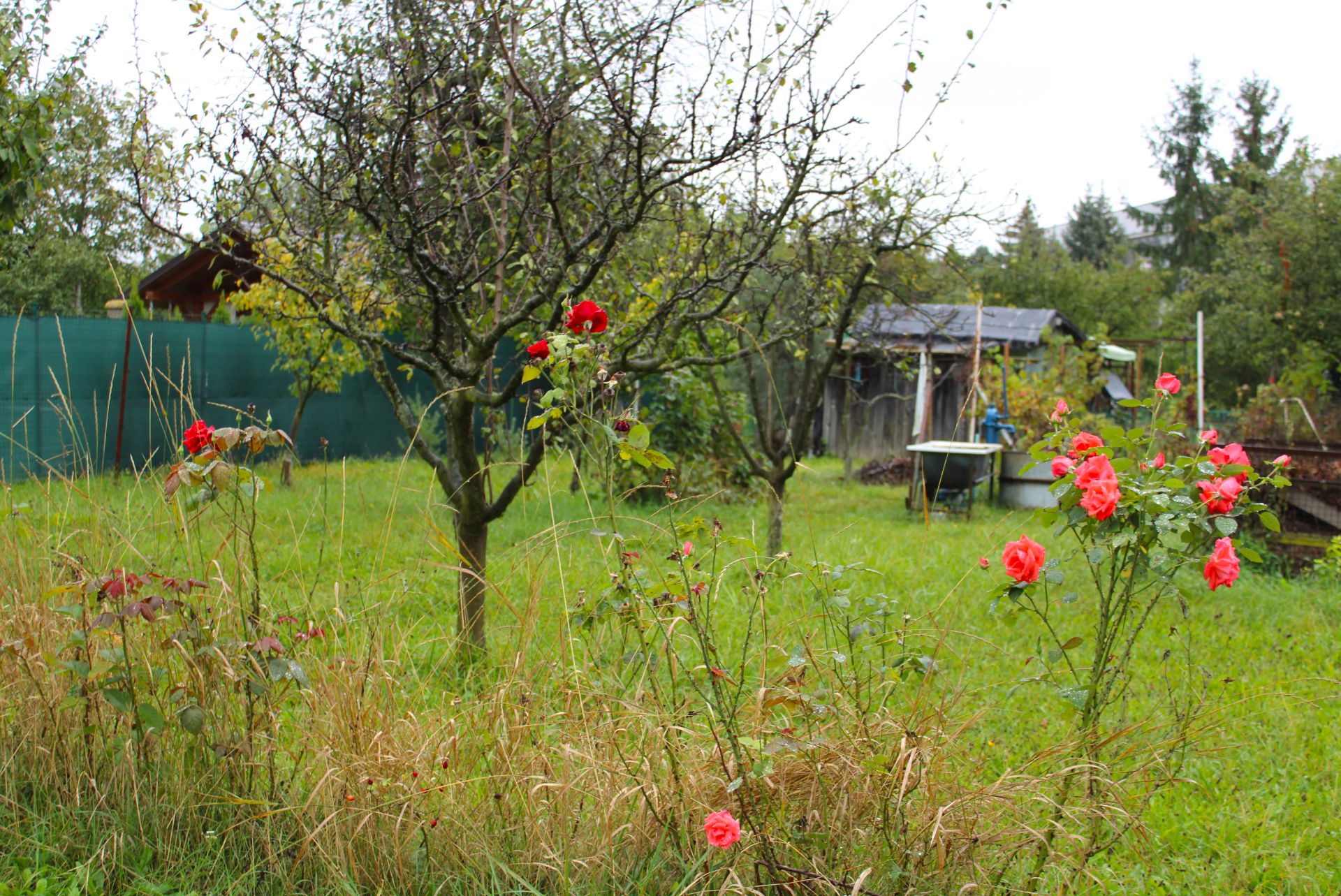 PREDANÉ - Záhradka v ZO Sĺňava - Piešťany
