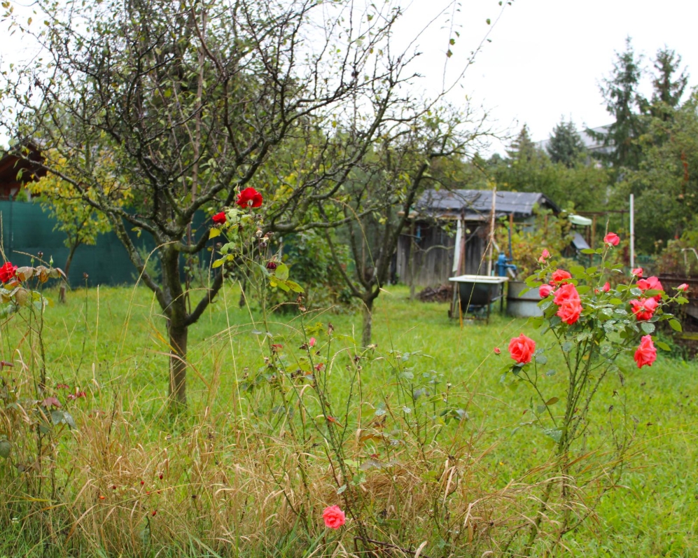 PREDANÉ - Záhradka v ZO Sĺňava - Piešťany